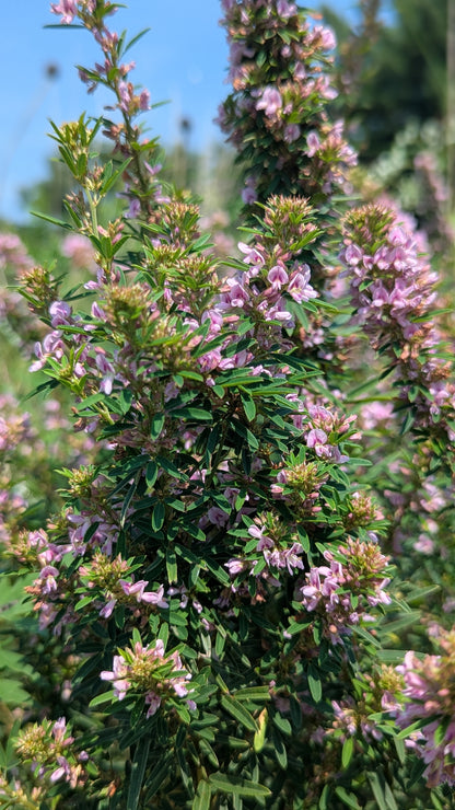 Flowering slender bush clover with pink flowers and green leaves against a blurred natural background