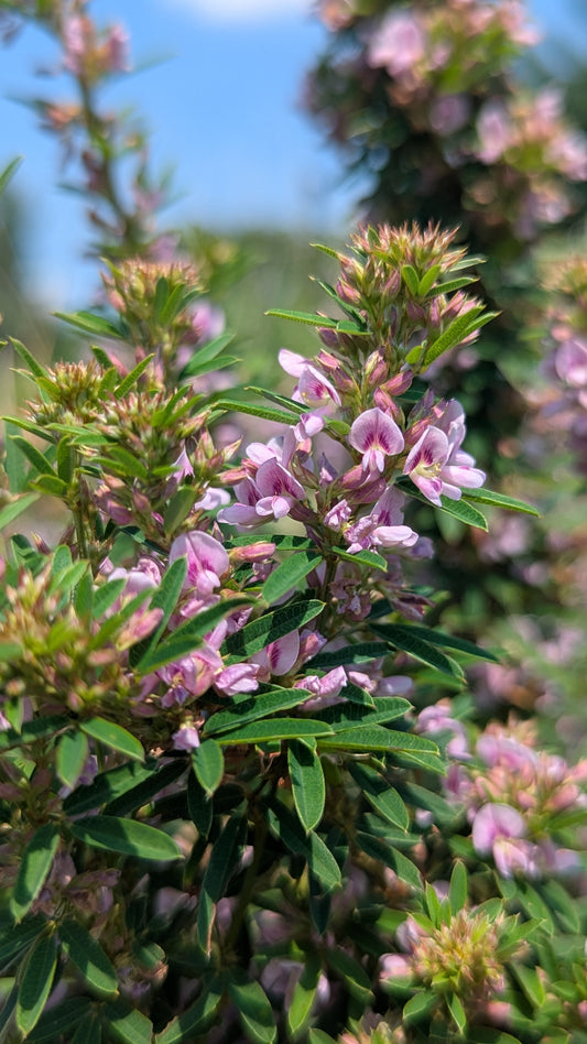 Close-up of a slender bush clover with pink flowers and green leaves against a blurred natural background