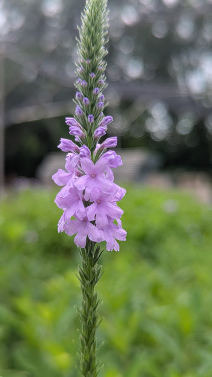 Purple hoary vervain flower with green leaves against a blurred natural background