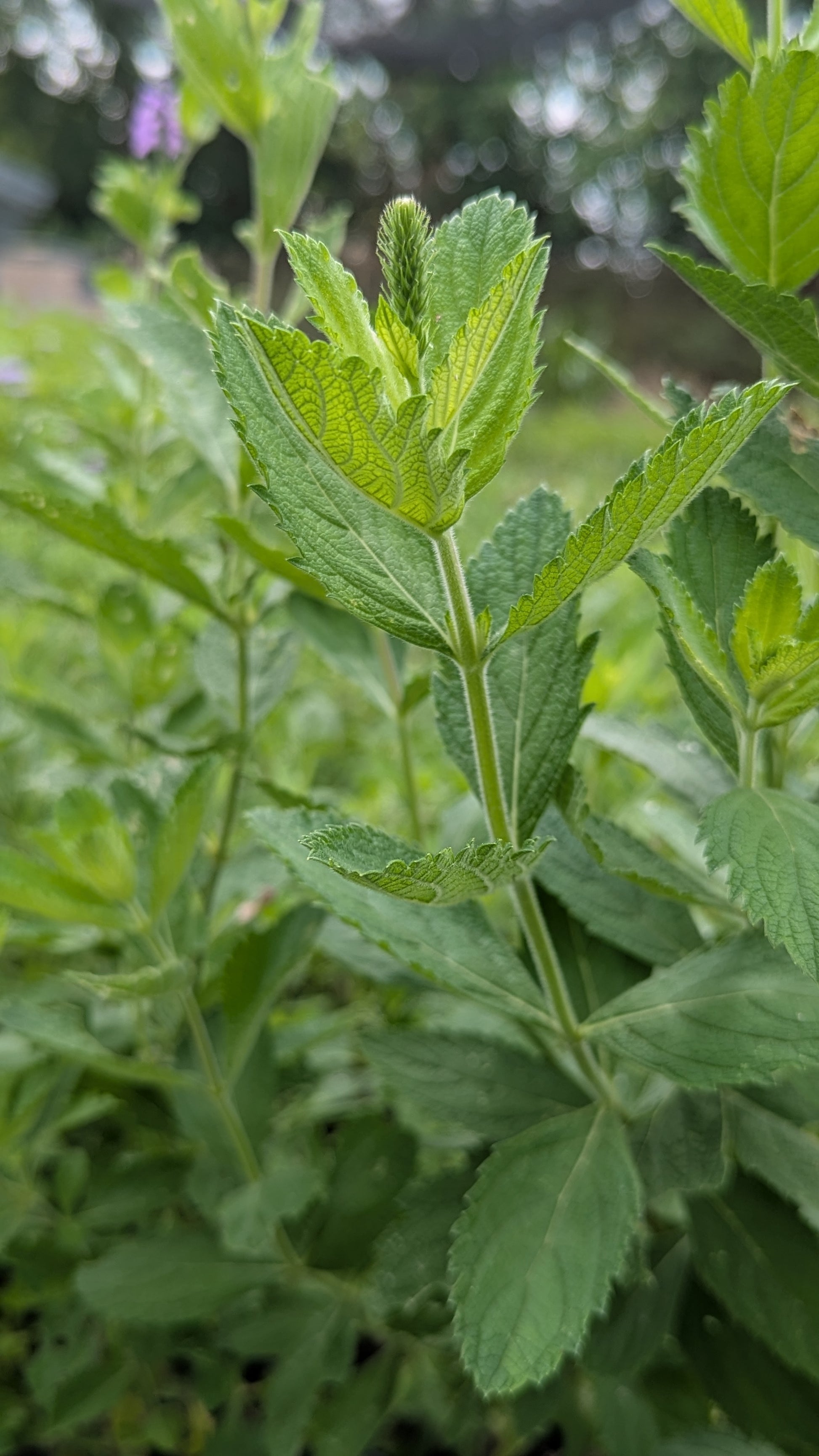 Close up of a green hoary vervain flower bud