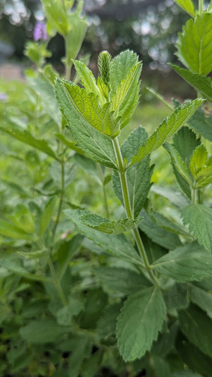 Close up of a green hoary vervain flower bud
