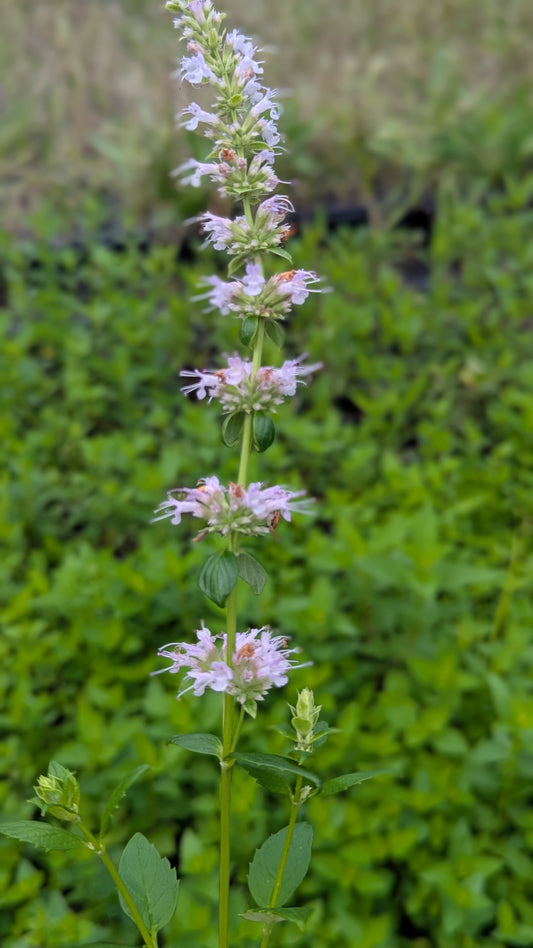 Tall anise hyssop plant with purple flowers against a green background