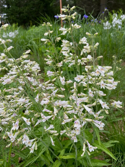 Penstemon pallidus - Pale Beardtongue Flowers