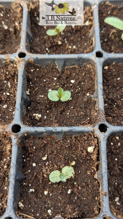 Echinacea pallida - Pale Purple Coneflower Germinated Seedlings