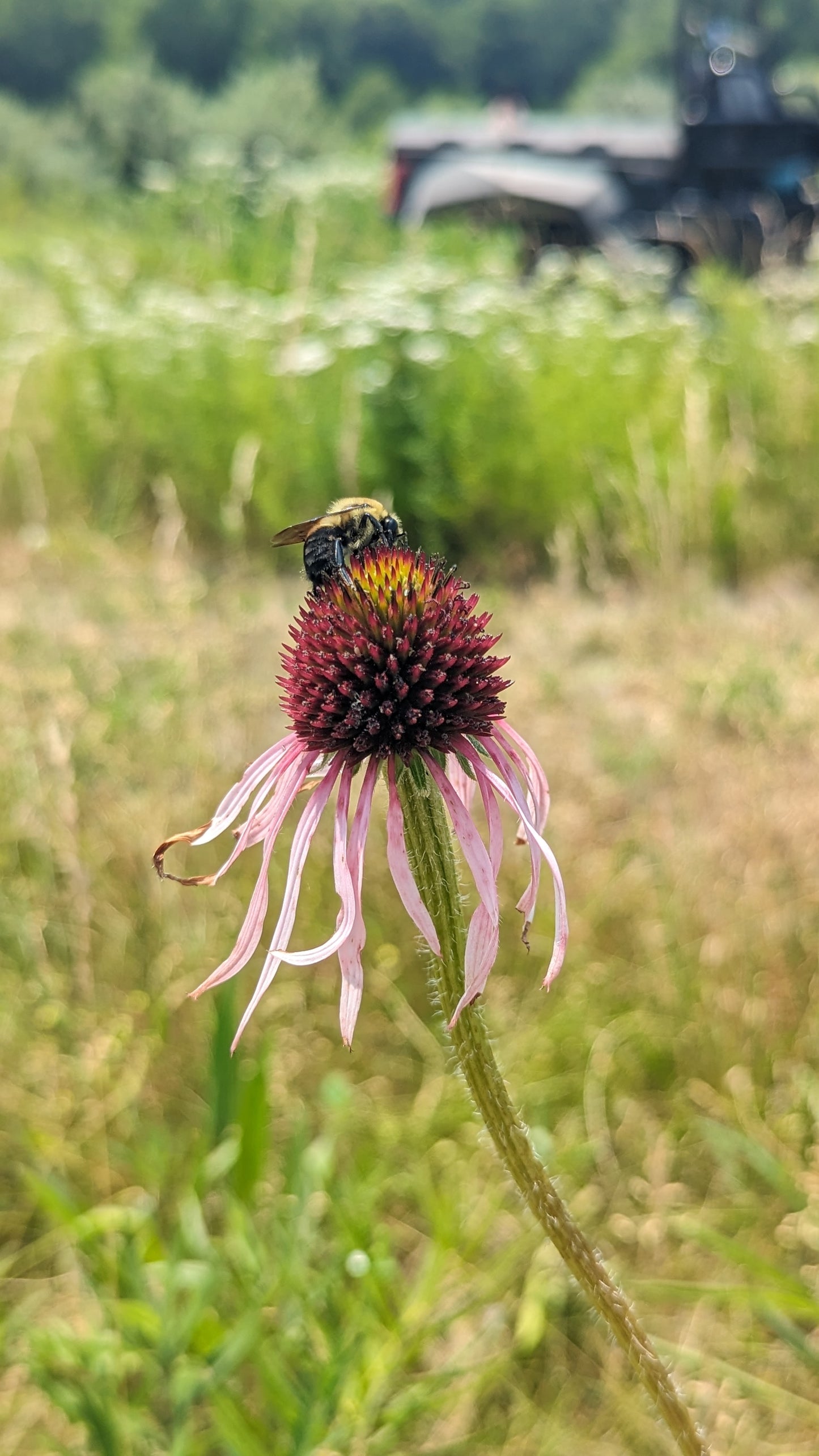 Echinacea pallida - Pale Purple Coneflower with Bee