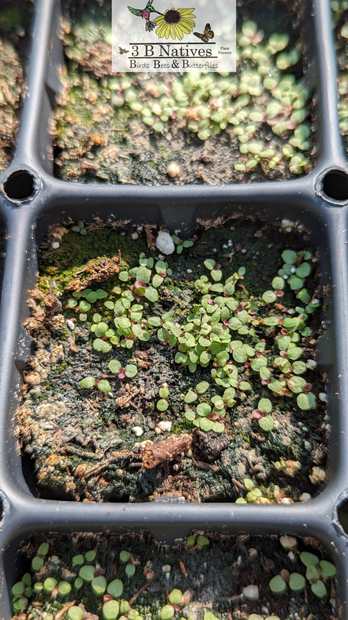 Lobelia spicata - Pale Spiked Lobelia Germinated Seedlings