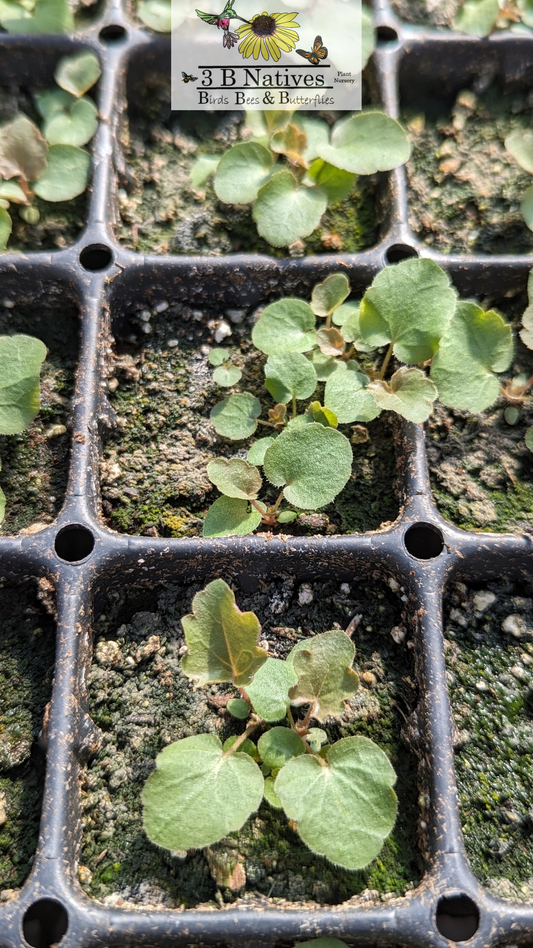 Heuchera richardsonii - Prairie Alumroot Germinated Seedlings