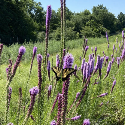 Liatris pycnostachya - Prairie Blazing Star with Butterfly