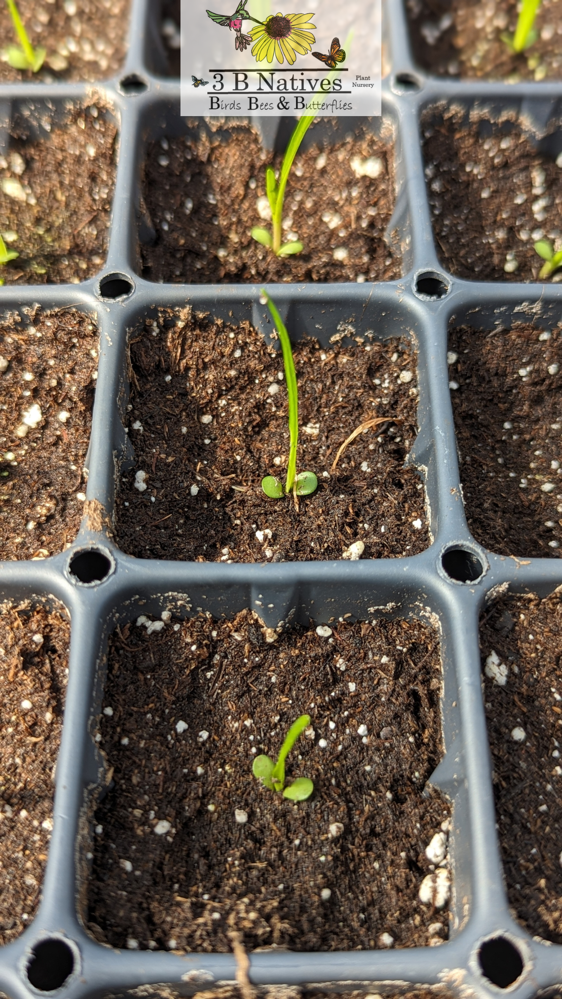 Liatris pycnostachya - Prairie Blazing Star Germinated Seedlings