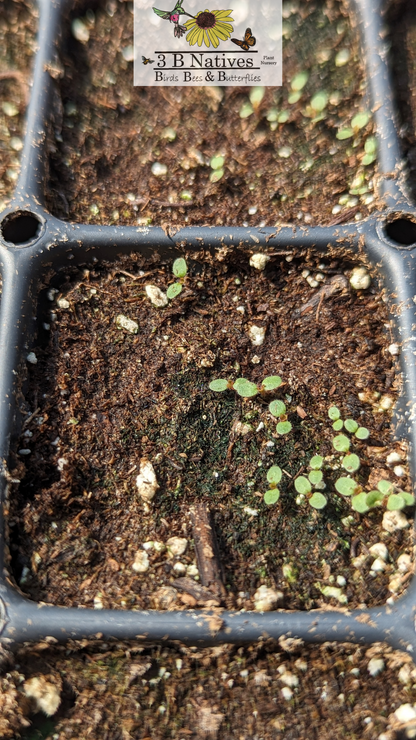 Drymocallis arguta - Prairie Cinquefoil Germinated Seedlings