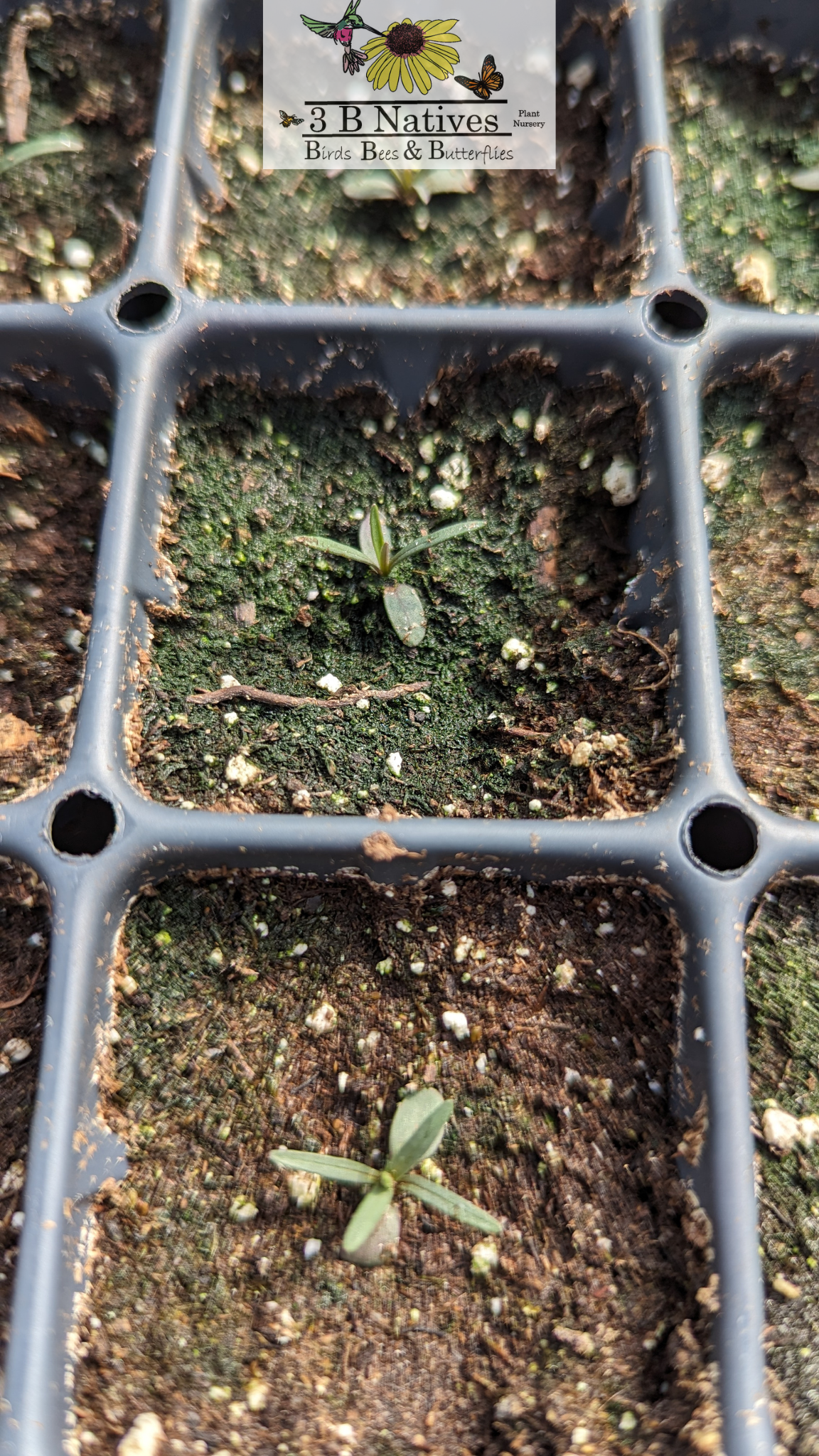 Coreopsis palmata - Prairie Coreopsis Germinated Seedlings