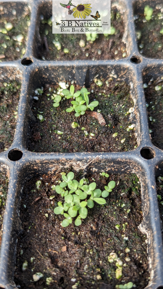 Artemesia ludoviciana - Prairie Sage Germinated Seedlings