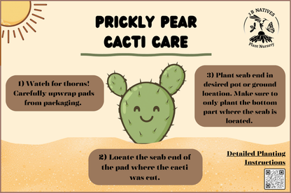 Optunia cespitosa - Eastern Prickly Pear Cactus Pads
