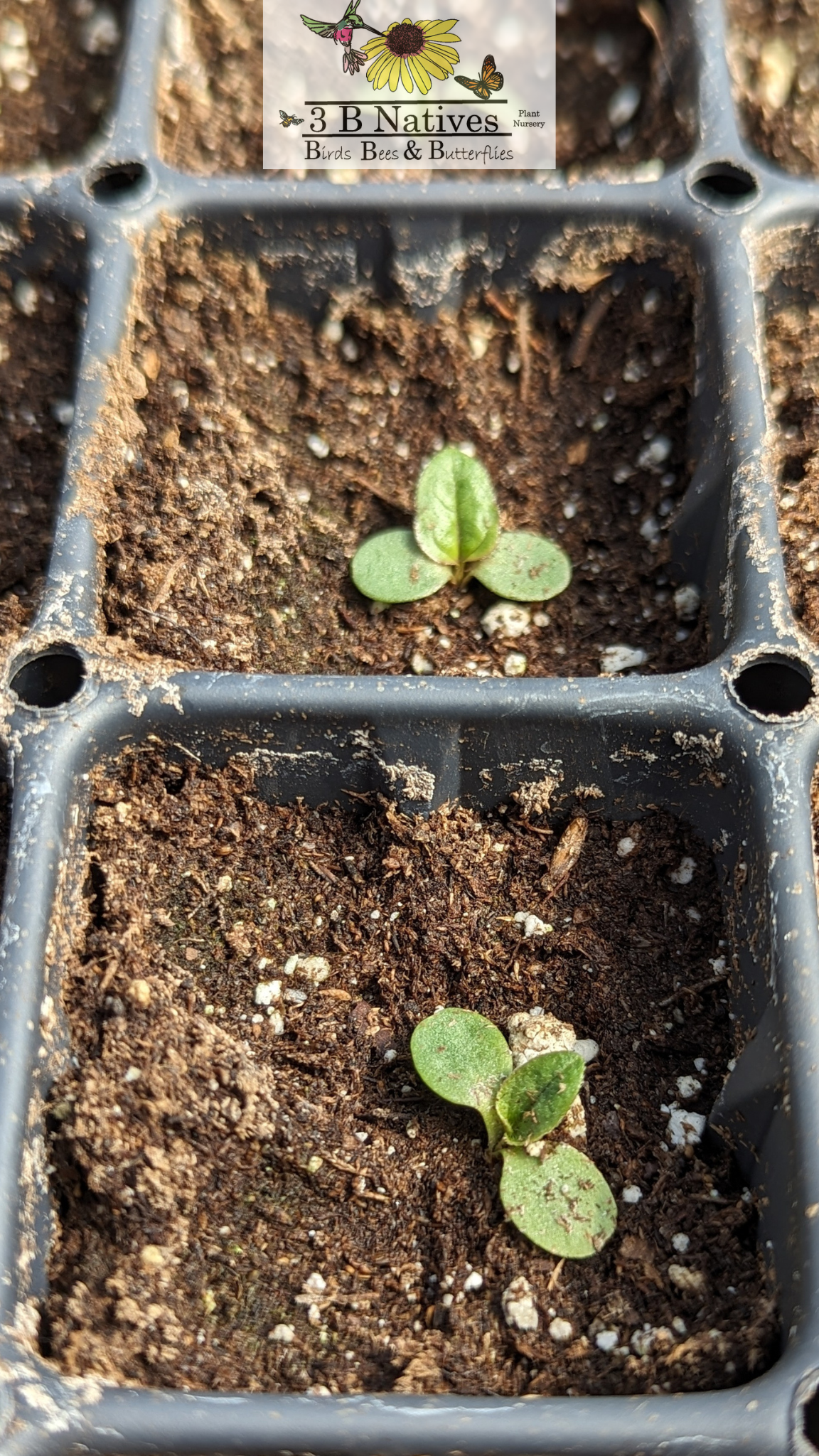 Echinacea purpurea - Purple Coneflower Germinated Seedlings