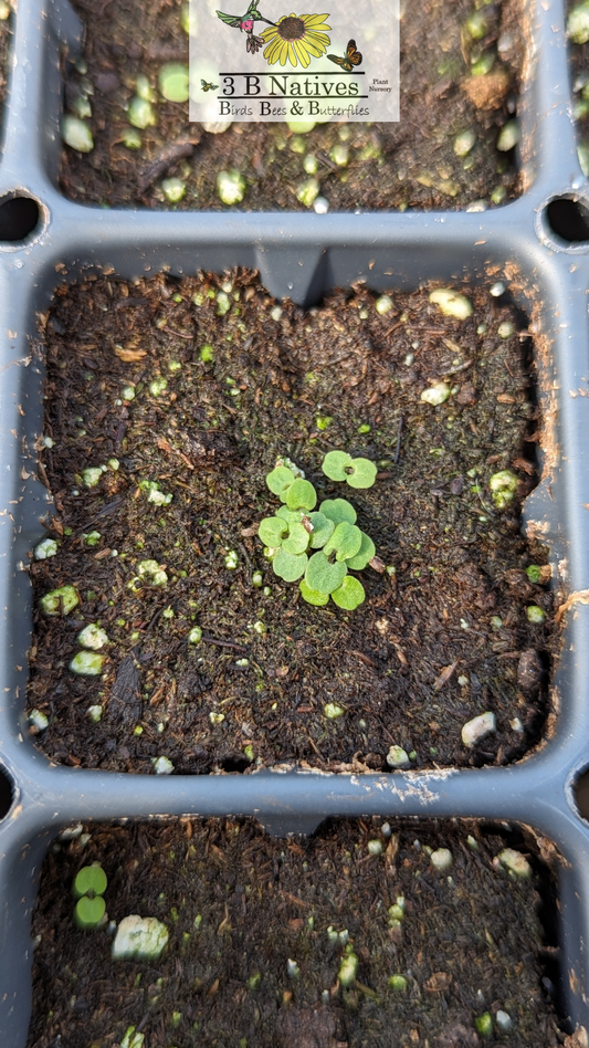 Agastache scrophularifolia - Purple Giant Hyssop Germinated Seedlings