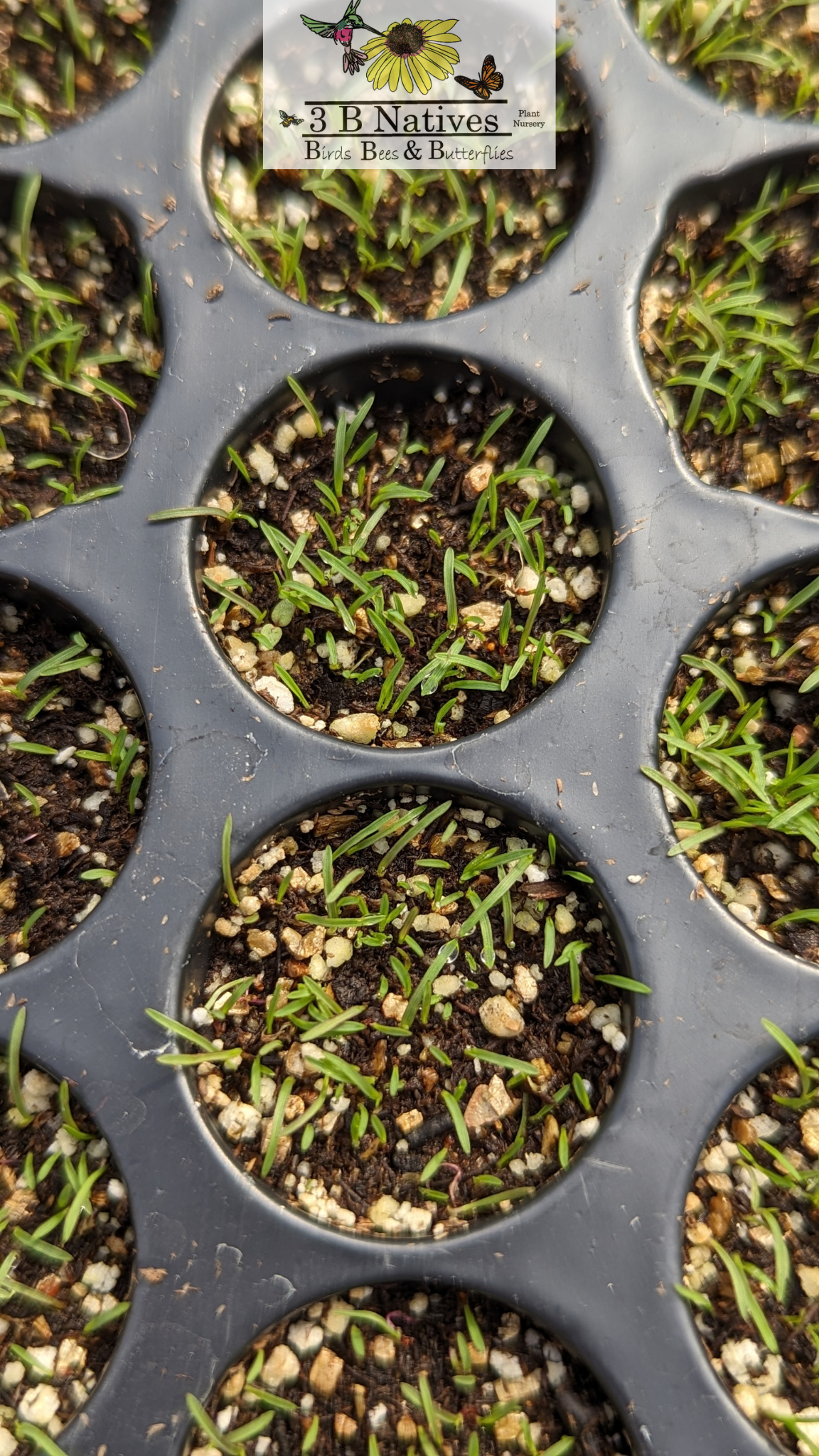 Eragrostis spectabilis - Purple Love Grass Germinated Seedlings