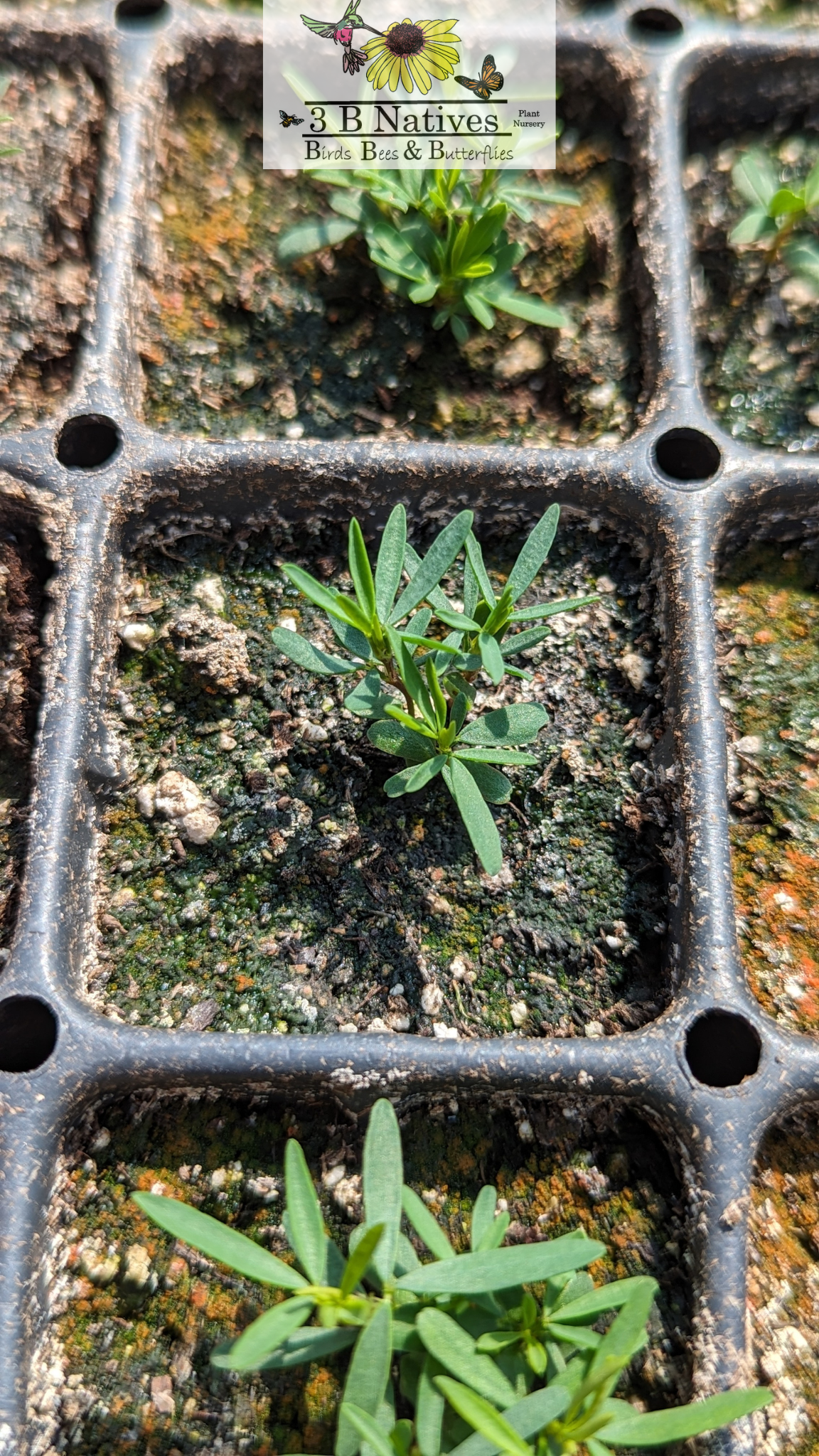 Dalea purpurea - Purple Prairie Clover Germinated Seedlings