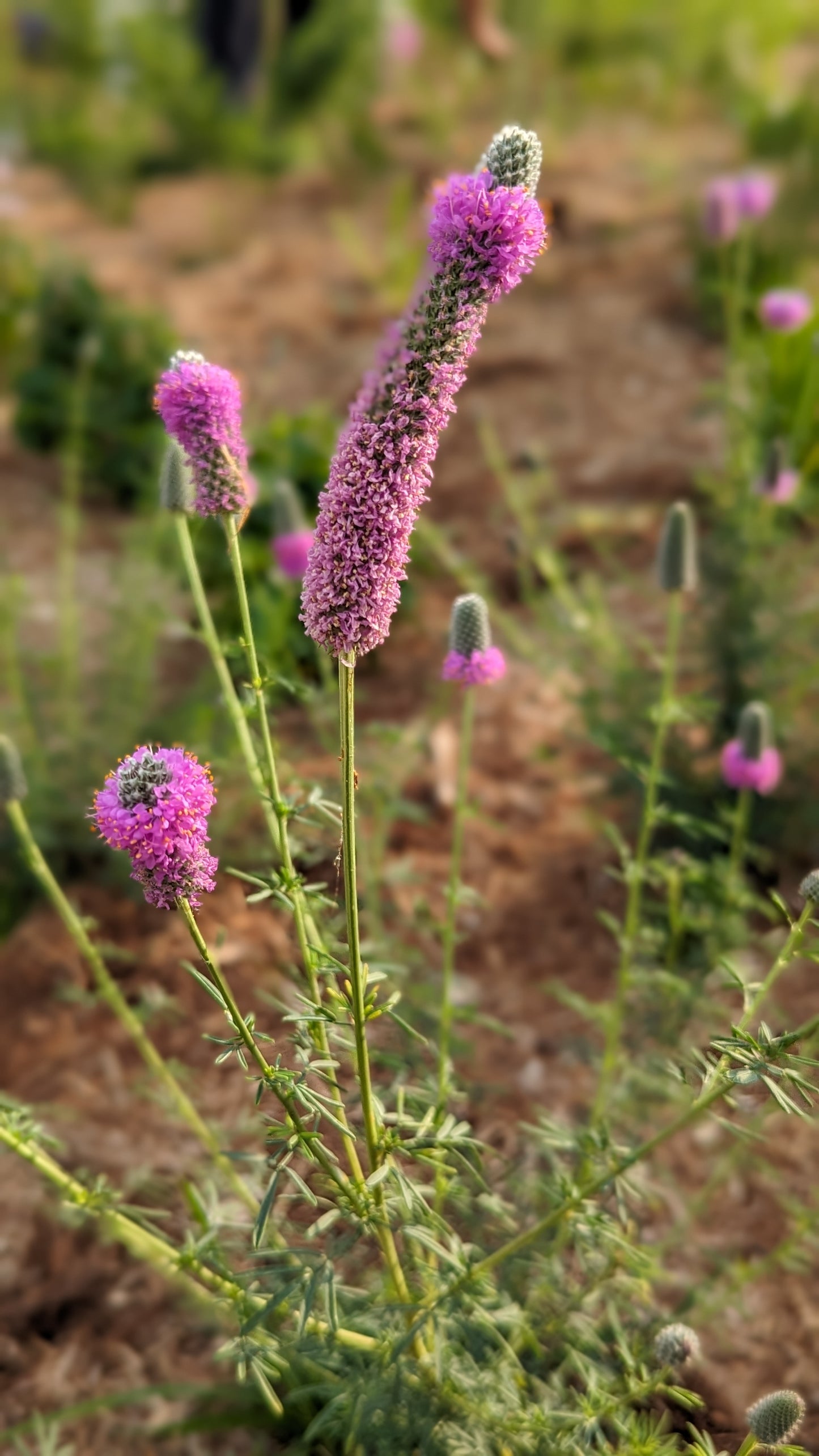 Dalea purpurea - Purple Prairie Clover