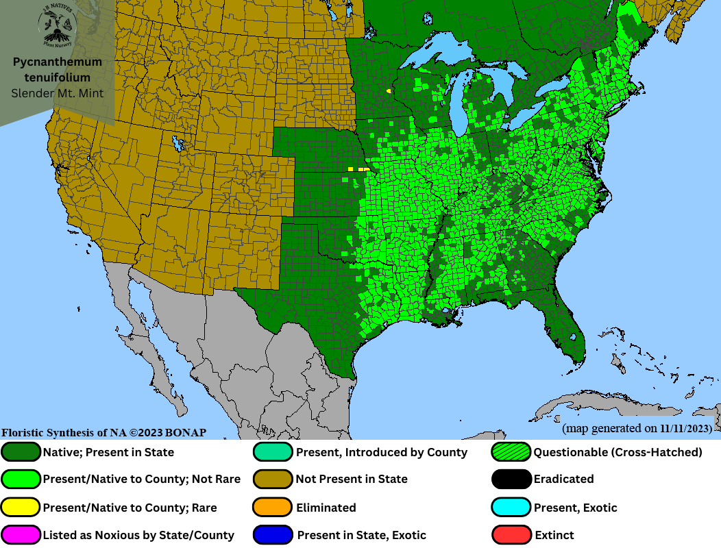 Pycnanthemum tenuifolium - Slender Mt. Mint Range Map