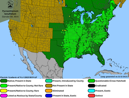 Pycnanthemum tenuifolium - Slender Mt. Mint Range Map