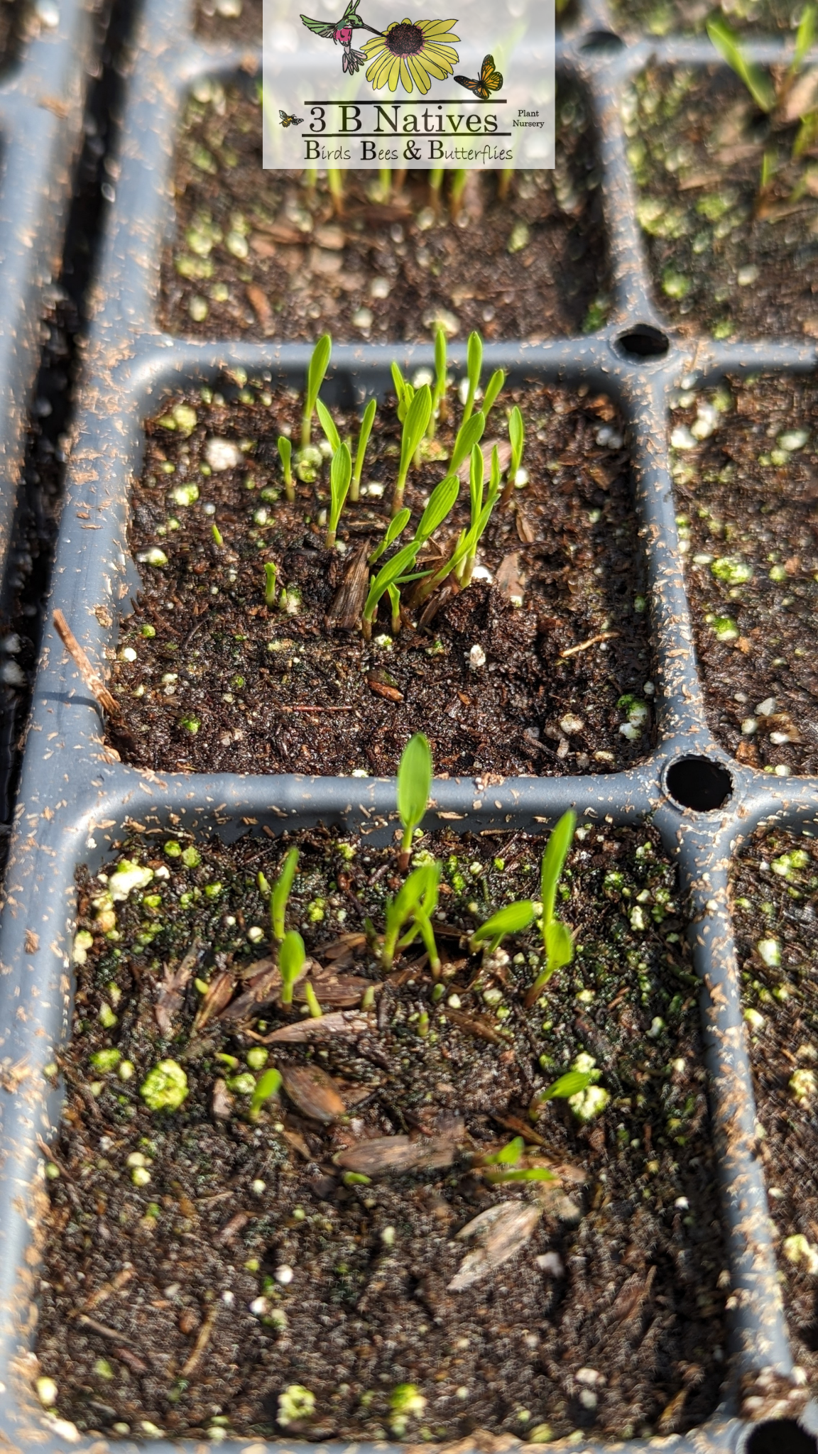 Chasmanthium latifolium - River Oats Germinated Seedlings