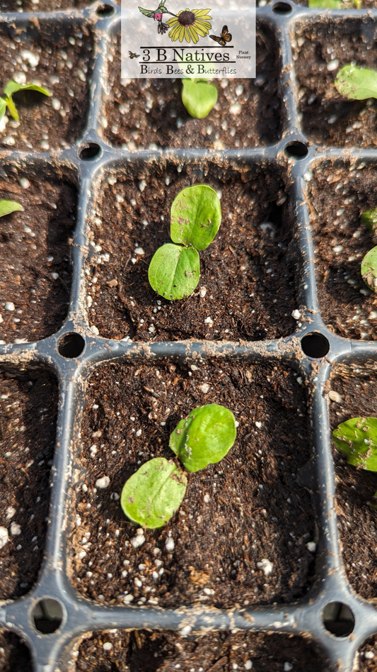 Hibiscus laevis - Rose Mallow Germinated Seedlings