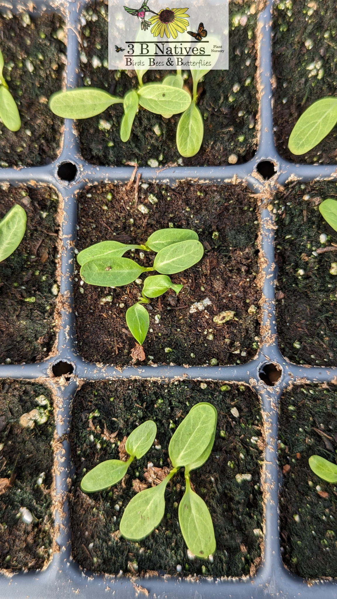 Asclepias incarnata - Rose Milkweed Germinated Seedlings