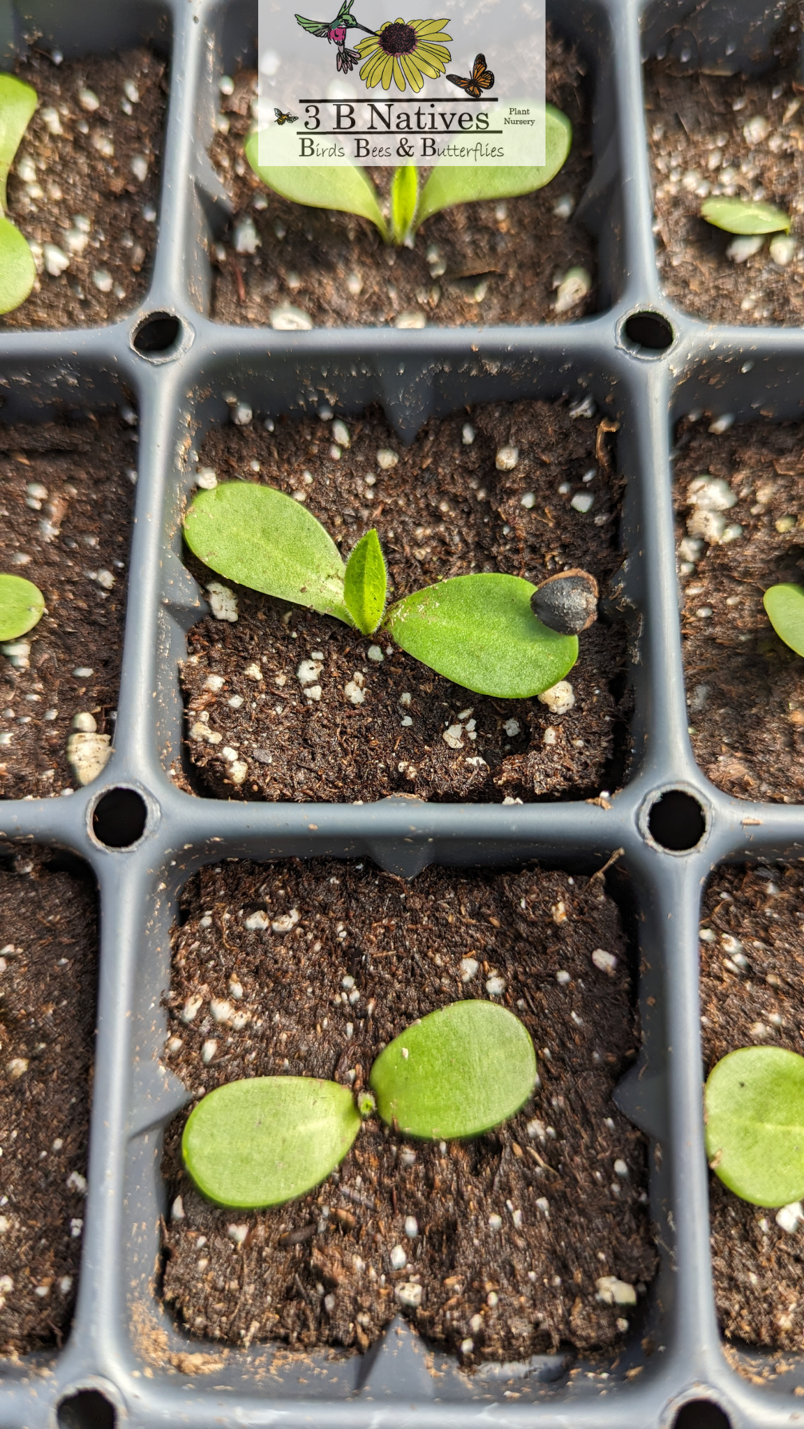 Silphium integrifolium - Rosin Weed Germinated Seedlings