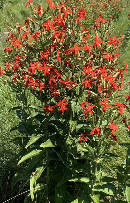 Royal Catchfly Plant