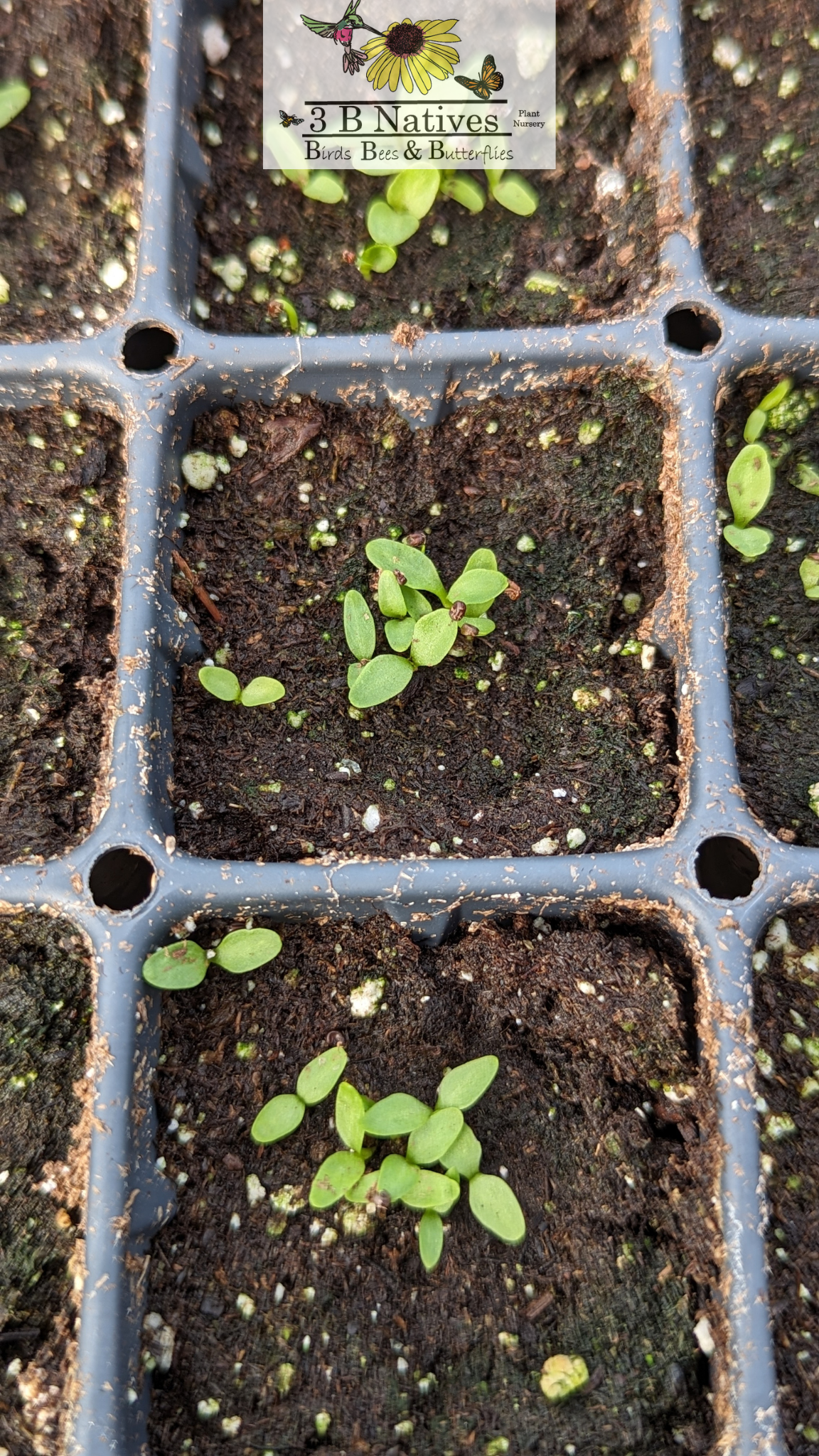 Silene regia - Royal Catchfly Germinated Seedlings