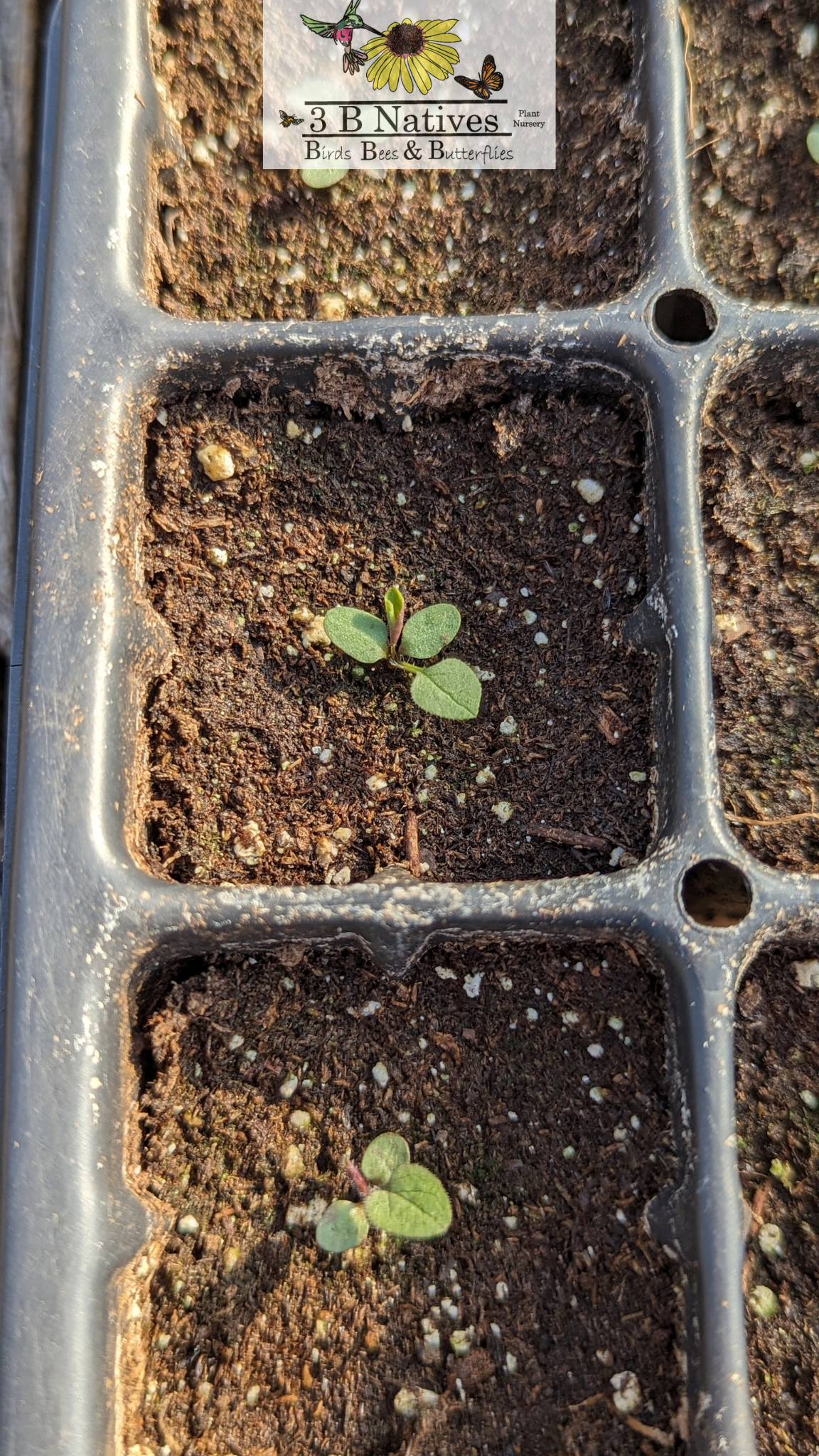 Symphyotrichum shortii - Short's Aster Germinated Seedlings