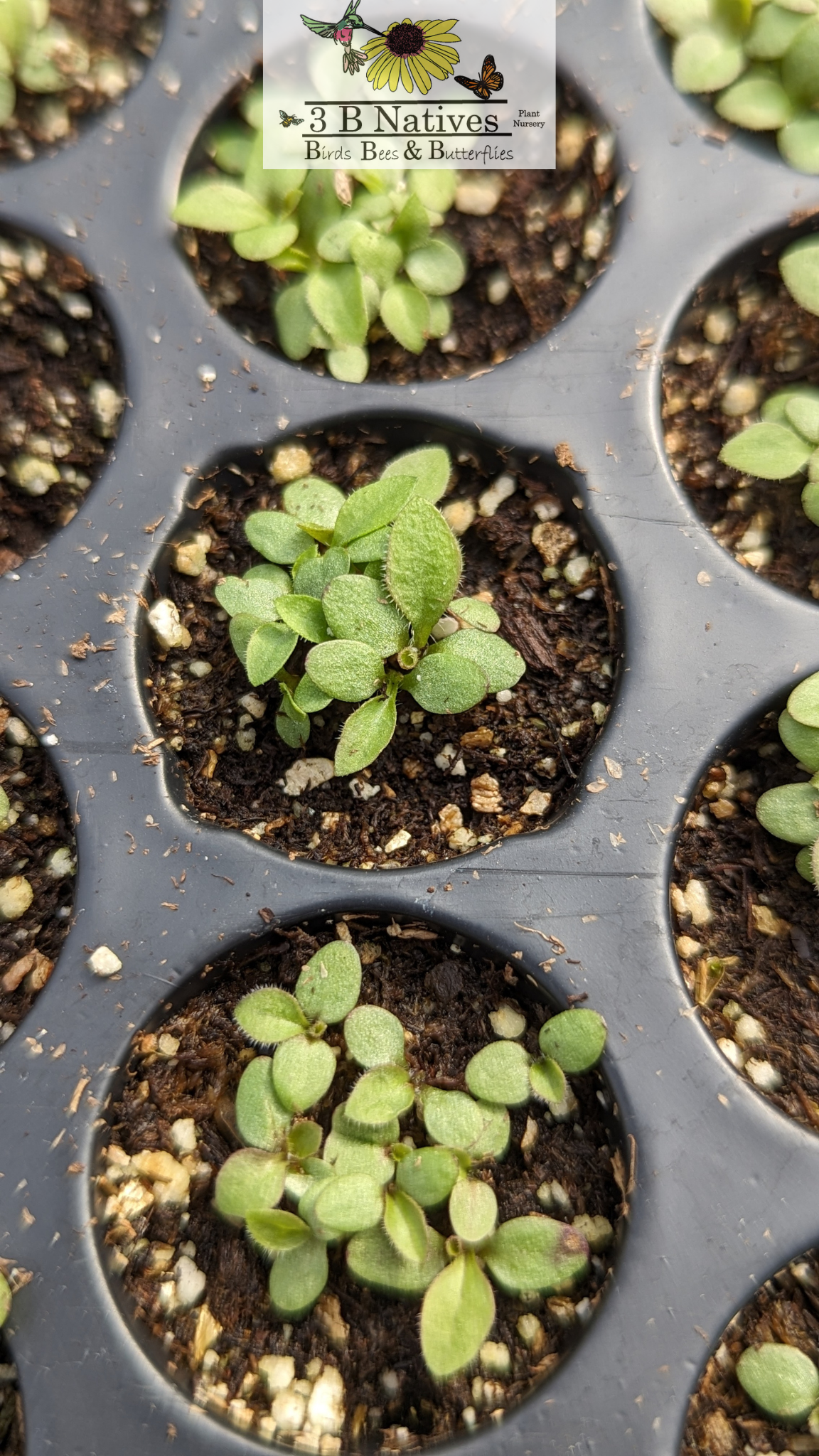 Solidago speciosa - Showy Goldenrod Germinated Seedlings