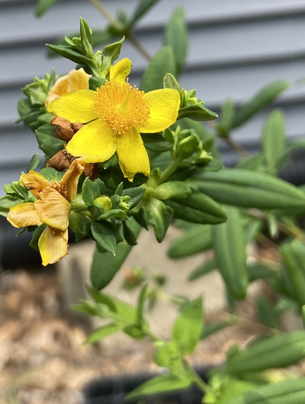 Hypericum prolificum - Shrubby St. John's Wort, Native Plant ...