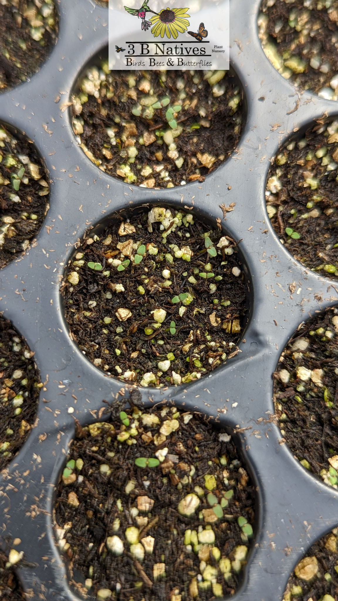 Hypericum prolificum - Shrubby St. John's Wort Germinated Seedlings