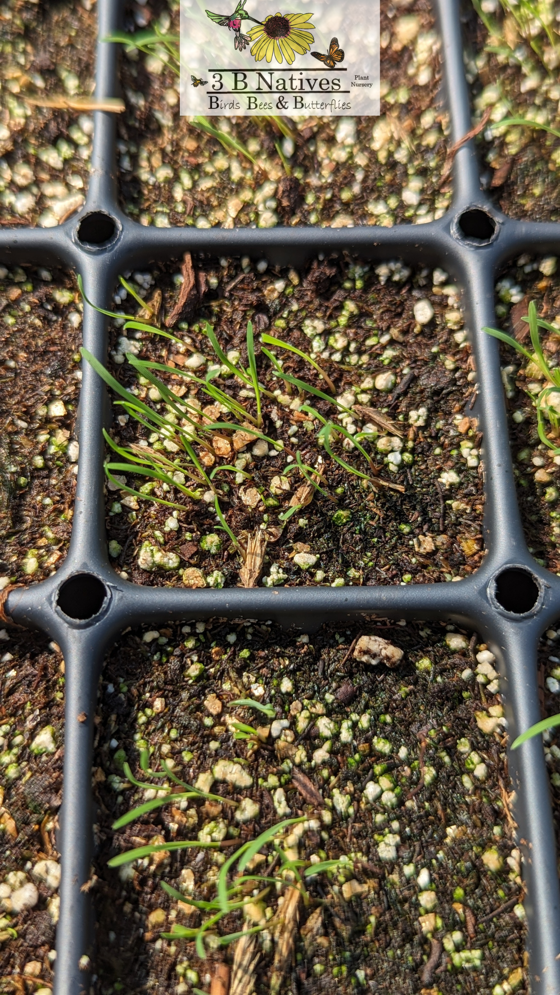 Bouteloua curtipendula - Side-oats Grama Germinated Seedlings