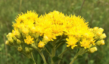 Oligoneuron rigidum - Stiff Goldenrod