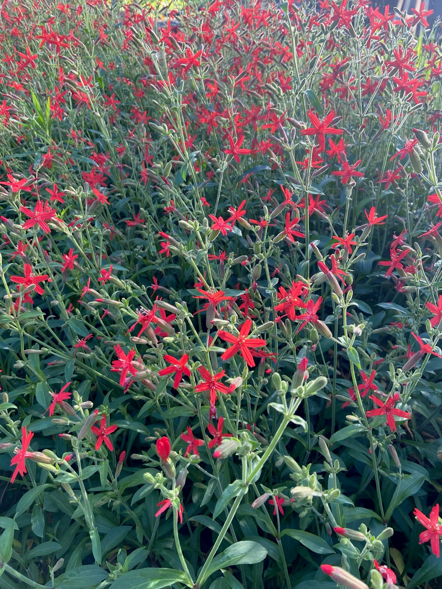 Silene virginica - Fire Pink Plant