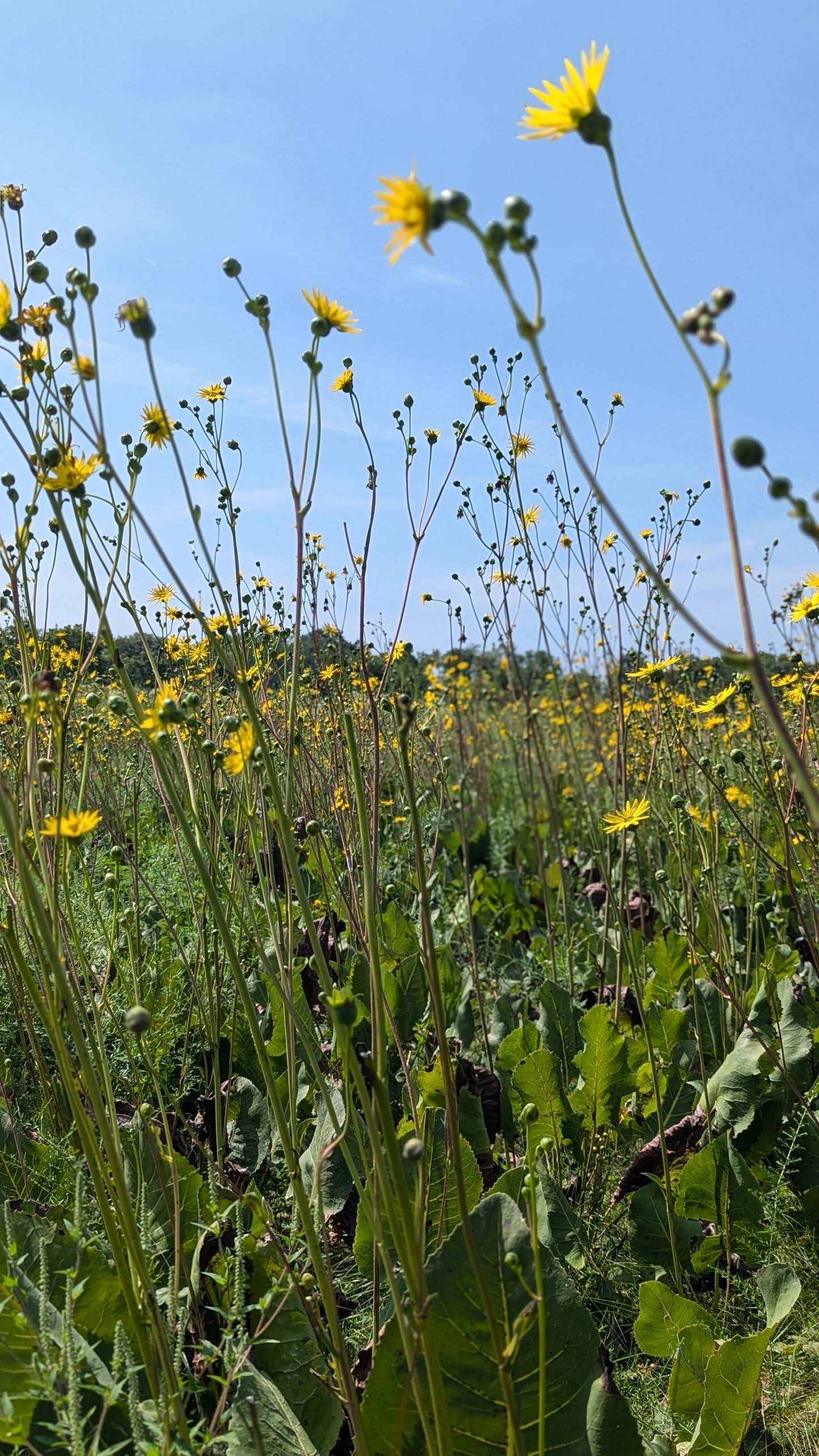 Silphium terebinthinaceum - Prairie Dock in Fields