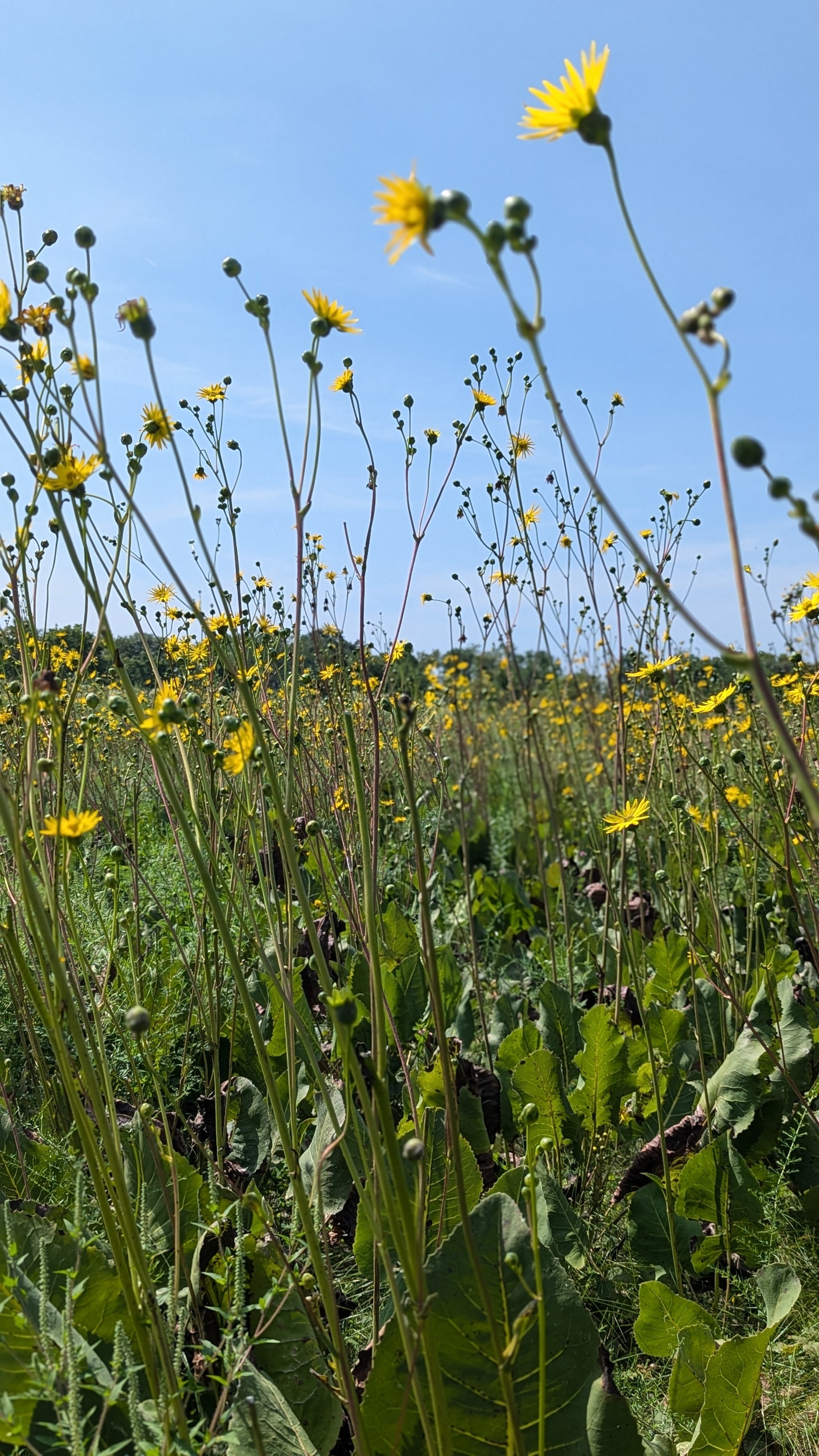 Silphium terebinthinaceum - Prairie Dock in Fields