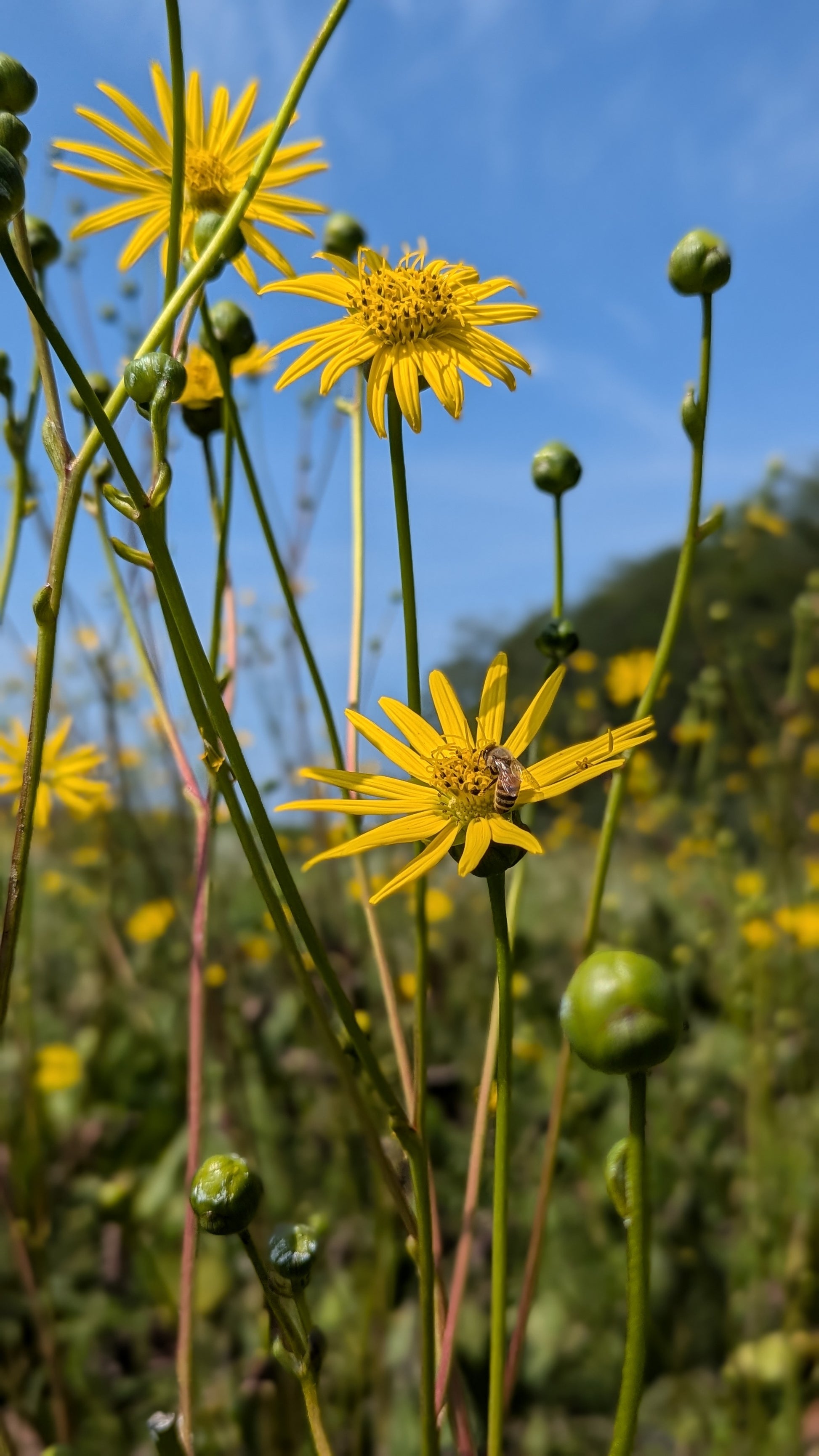 Silphium terebinthinaceum - Prairie Dock with Bee in Fields