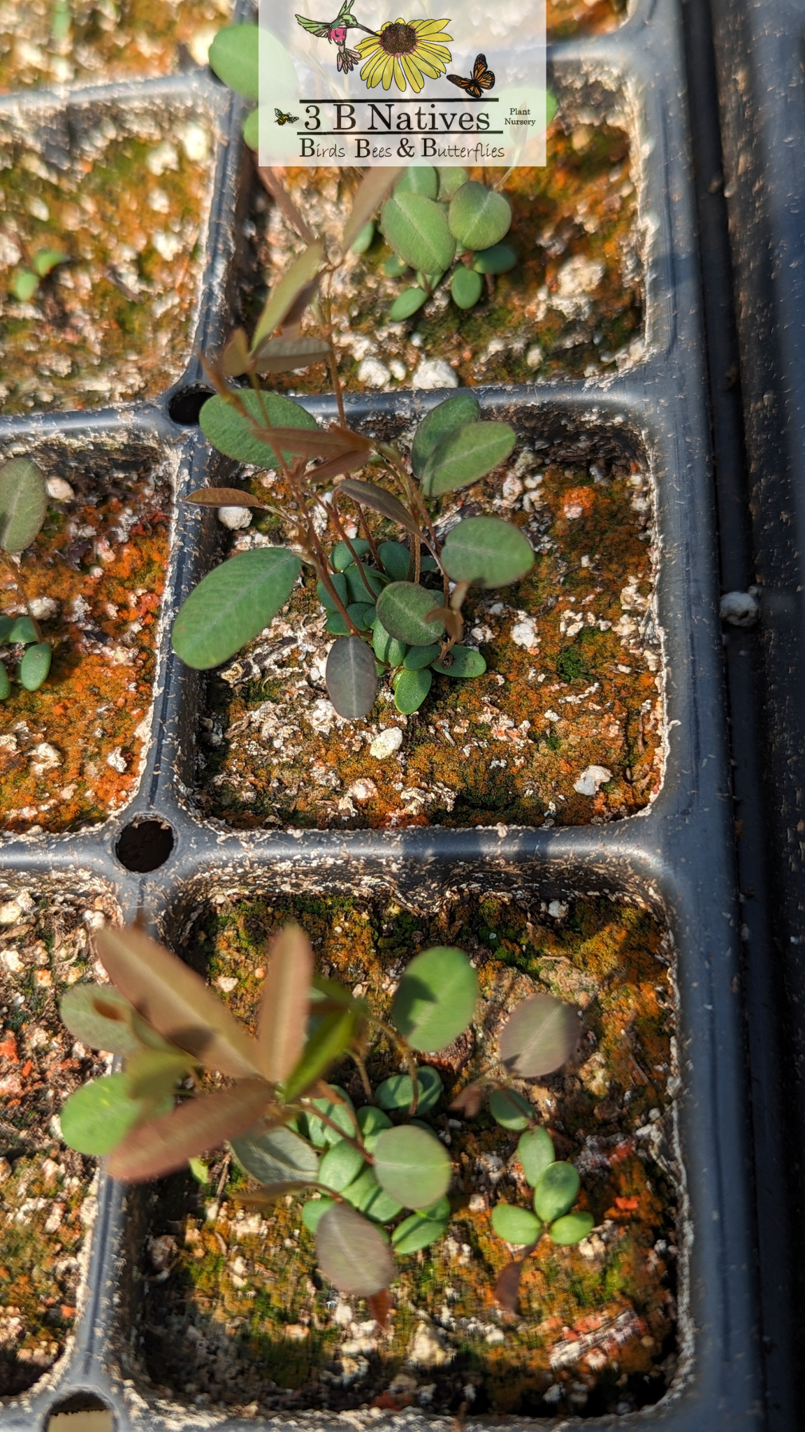 Lespedeza virginica - Slender Bush Clover Germinated Seedlings