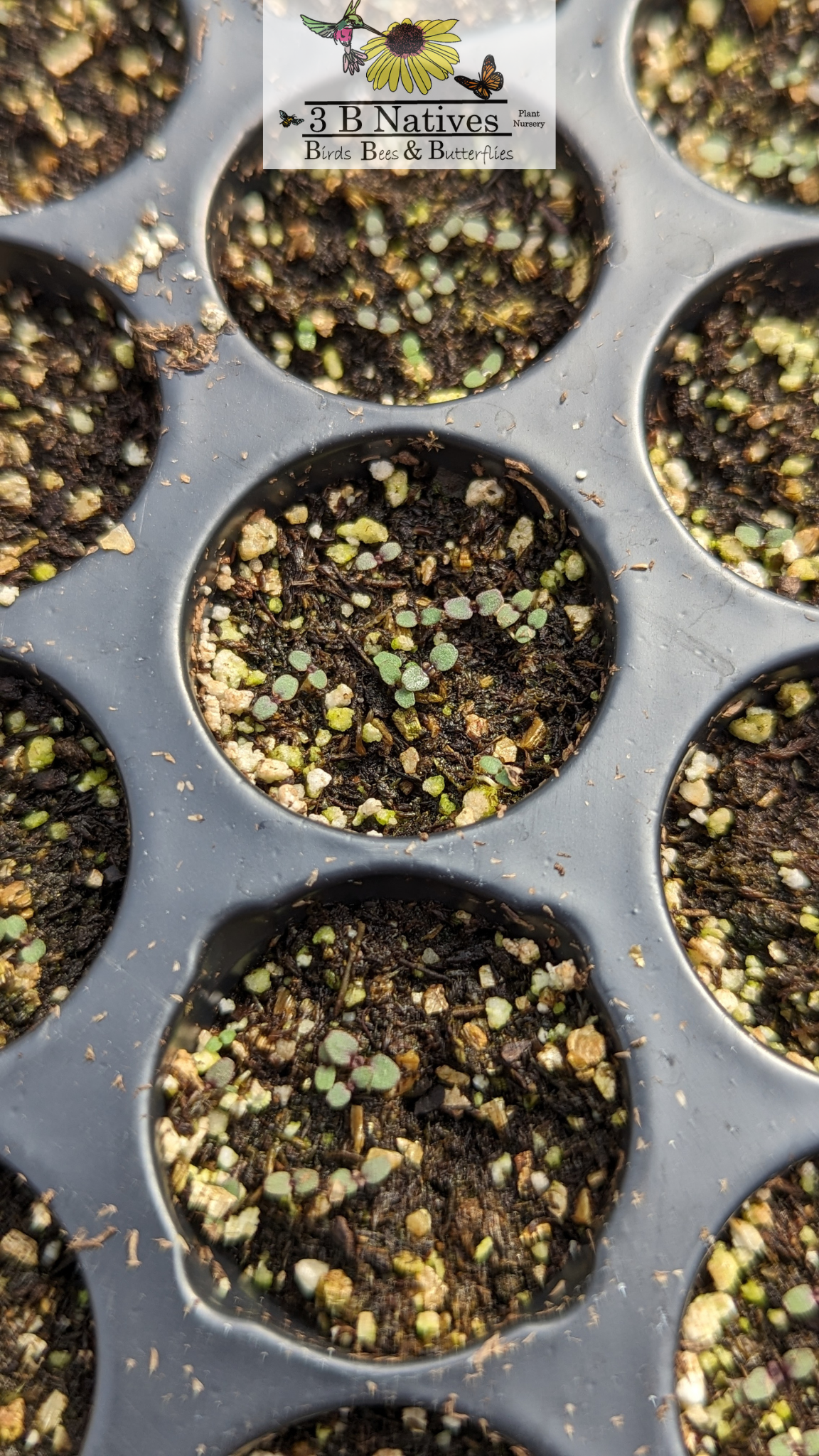 Pycnanthemum tenuifolium - Slender Mt. Mint Germinated Seedlings