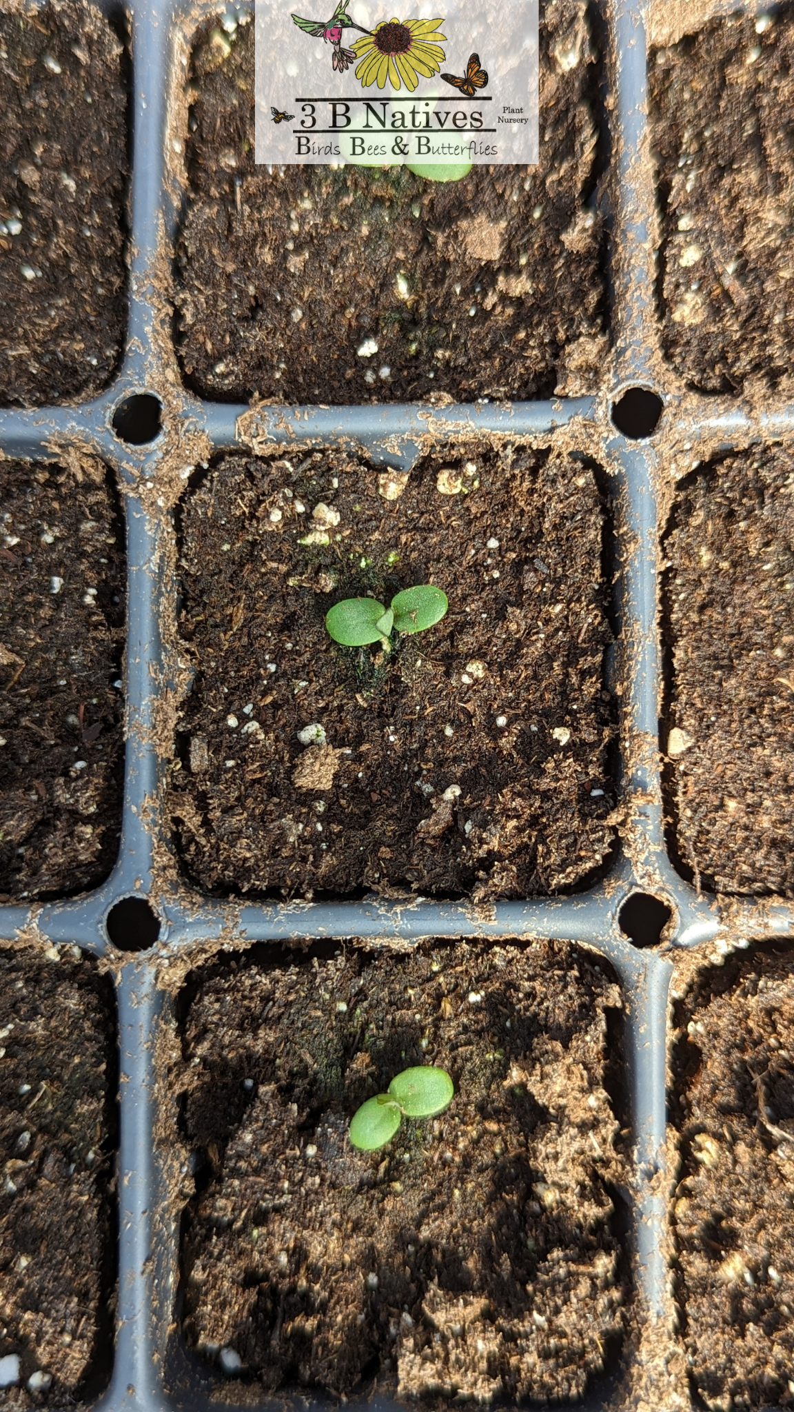 Baptisia tinctoria - Small Yellow Wild Indigo Germinated Seedlings