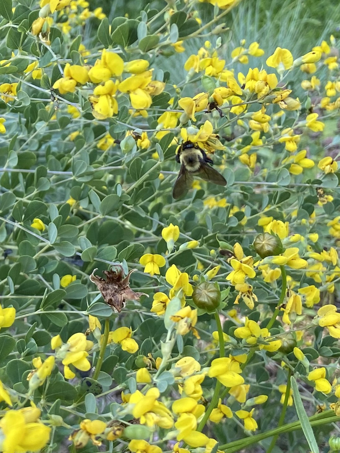 Baptisia tinctoria - Small Yellow Wild Indigo