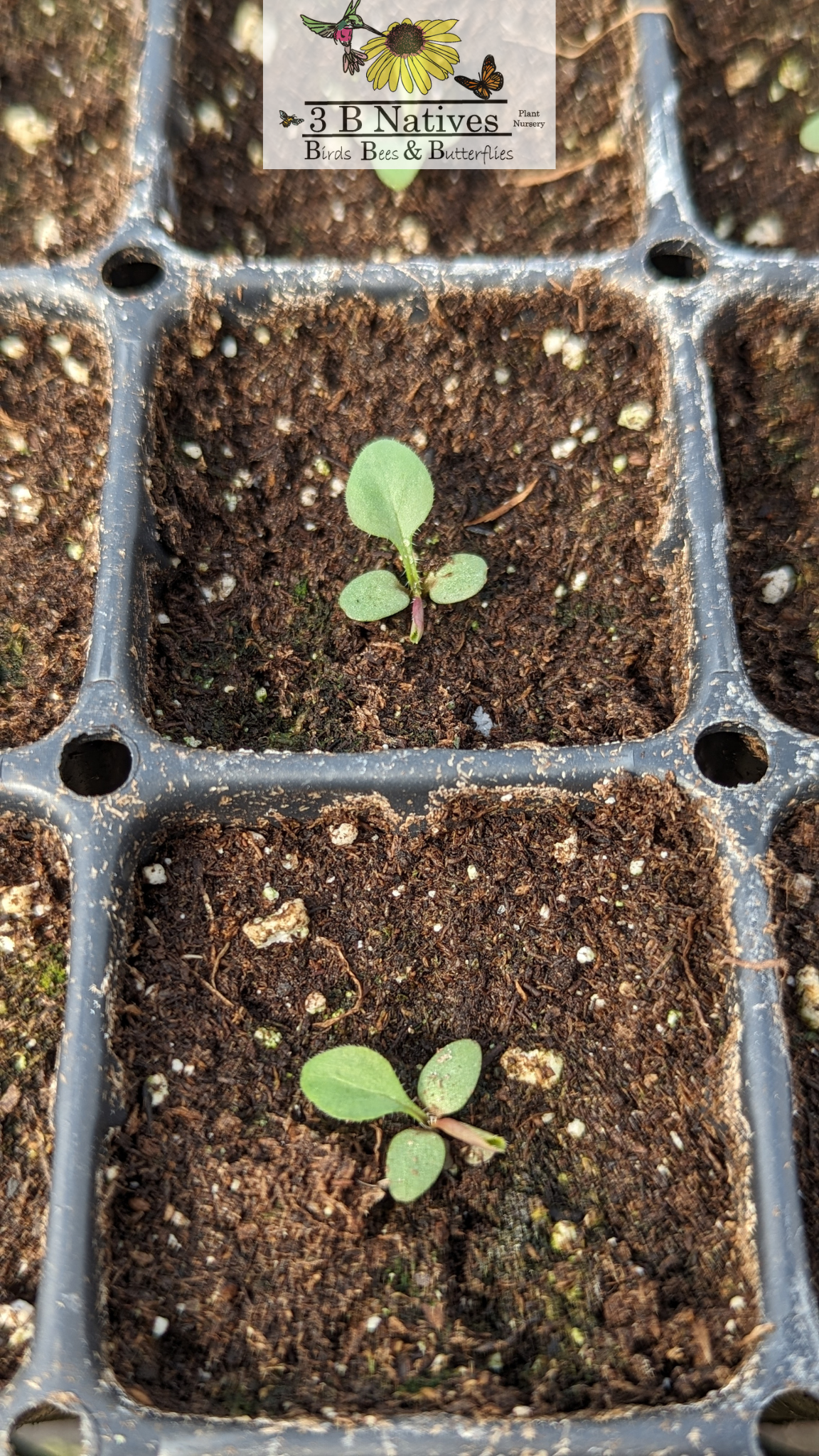 Symphyotrichum laeve - Smooth Blue Aster Germinated Seedlings