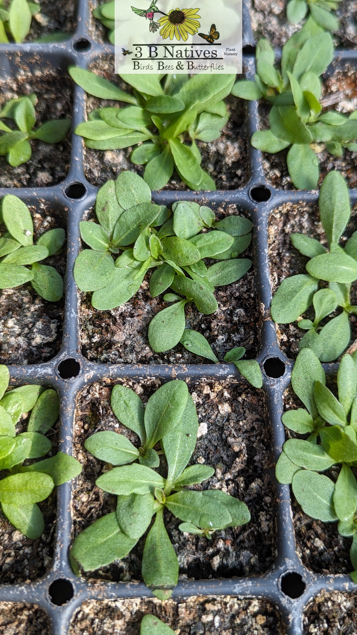 Helenium autumnale - Sneezeweed Germinated Seedlings