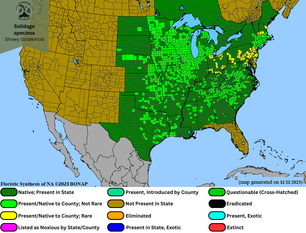 Solidago Rigida Map Solidago speciosa - Showy Goldenrod, Pollinator Garden, Native Plant ...