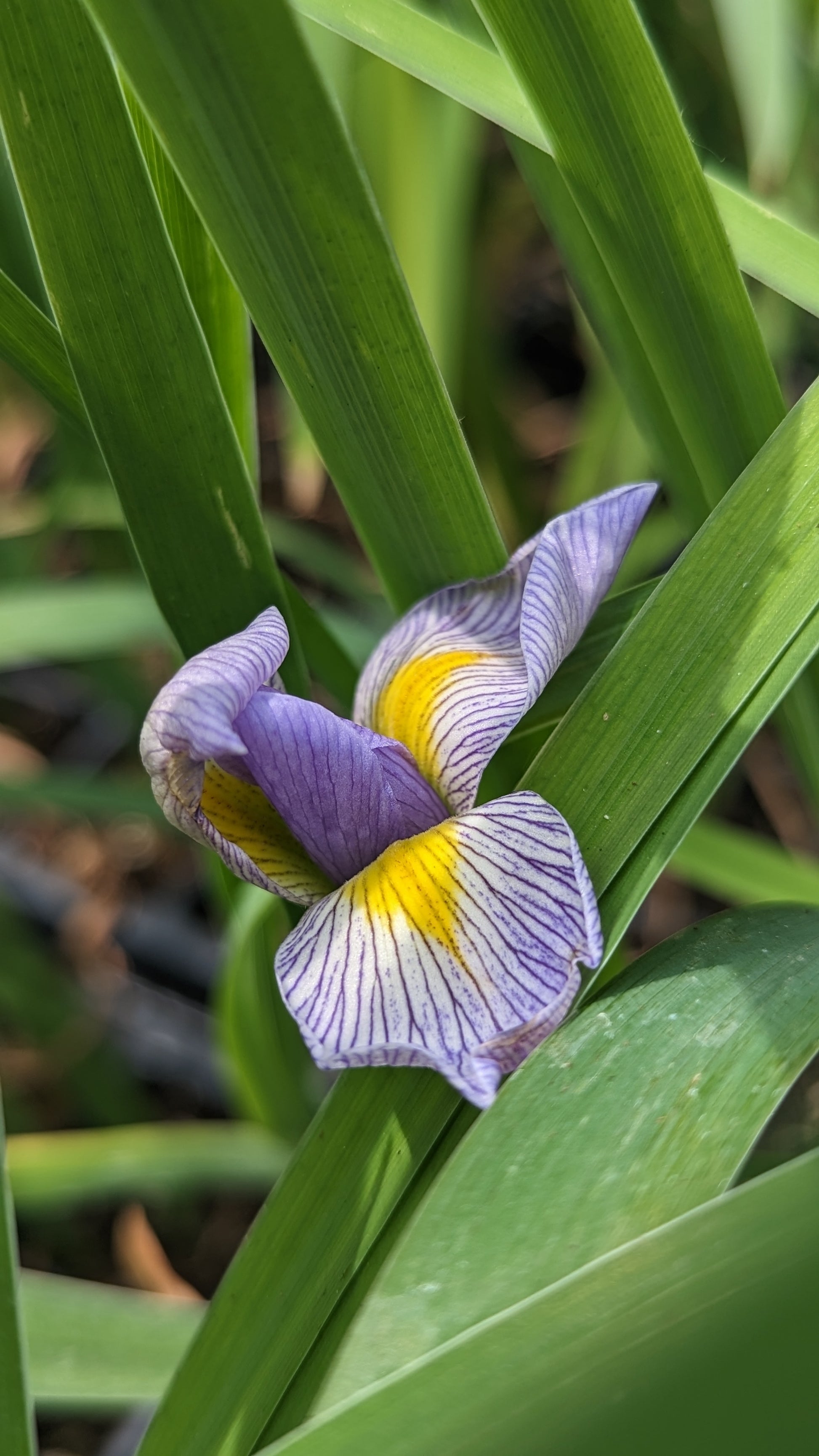Iris virginica var. shrevei - Southern Blue Flag Iris
