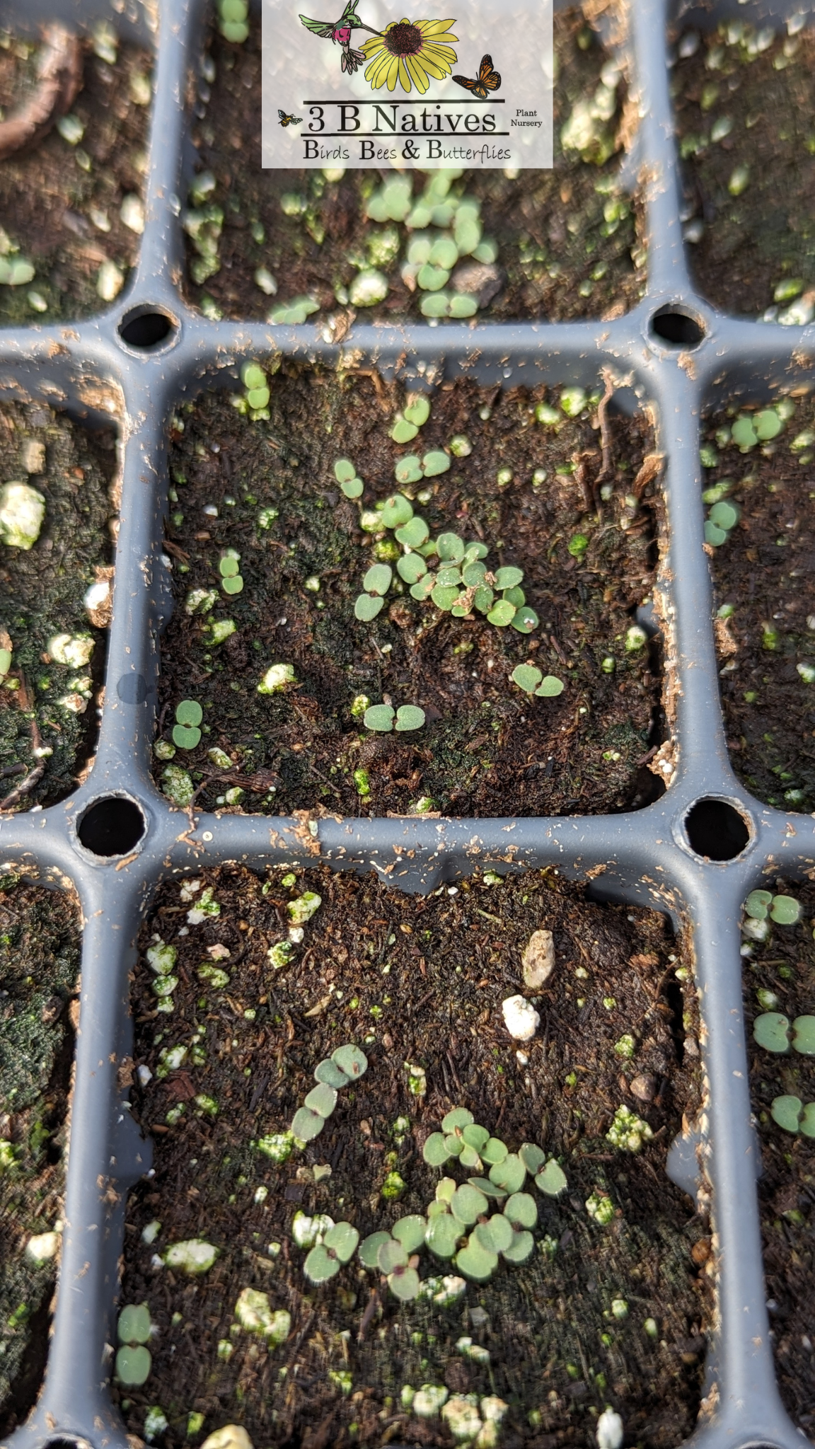 Monarda punctata - Spotted Bee Balm Germinated Seedlings