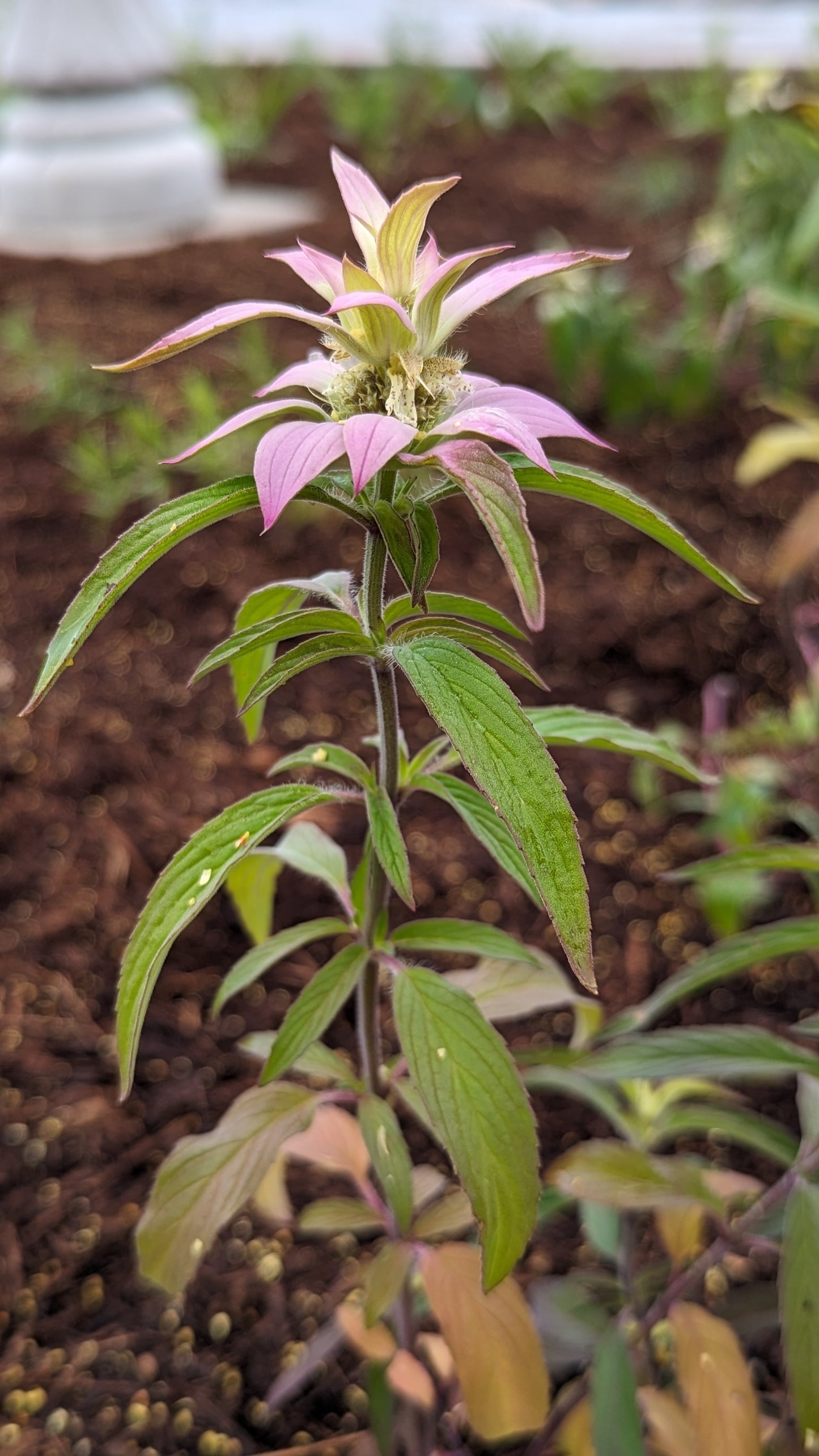 Monarda punctata - Spotted Bee Balm Flower